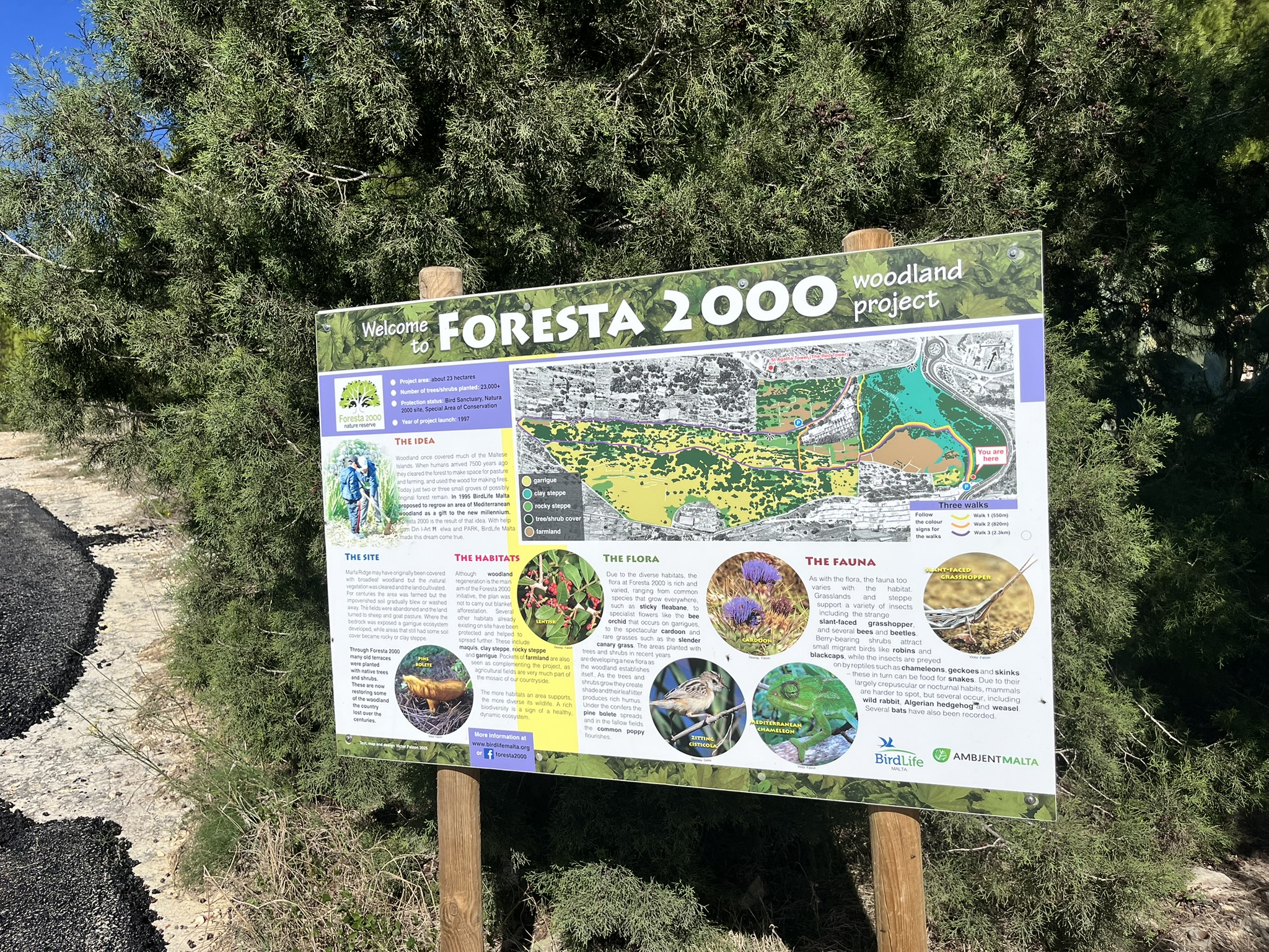 Malta 22 – Foresta 2000