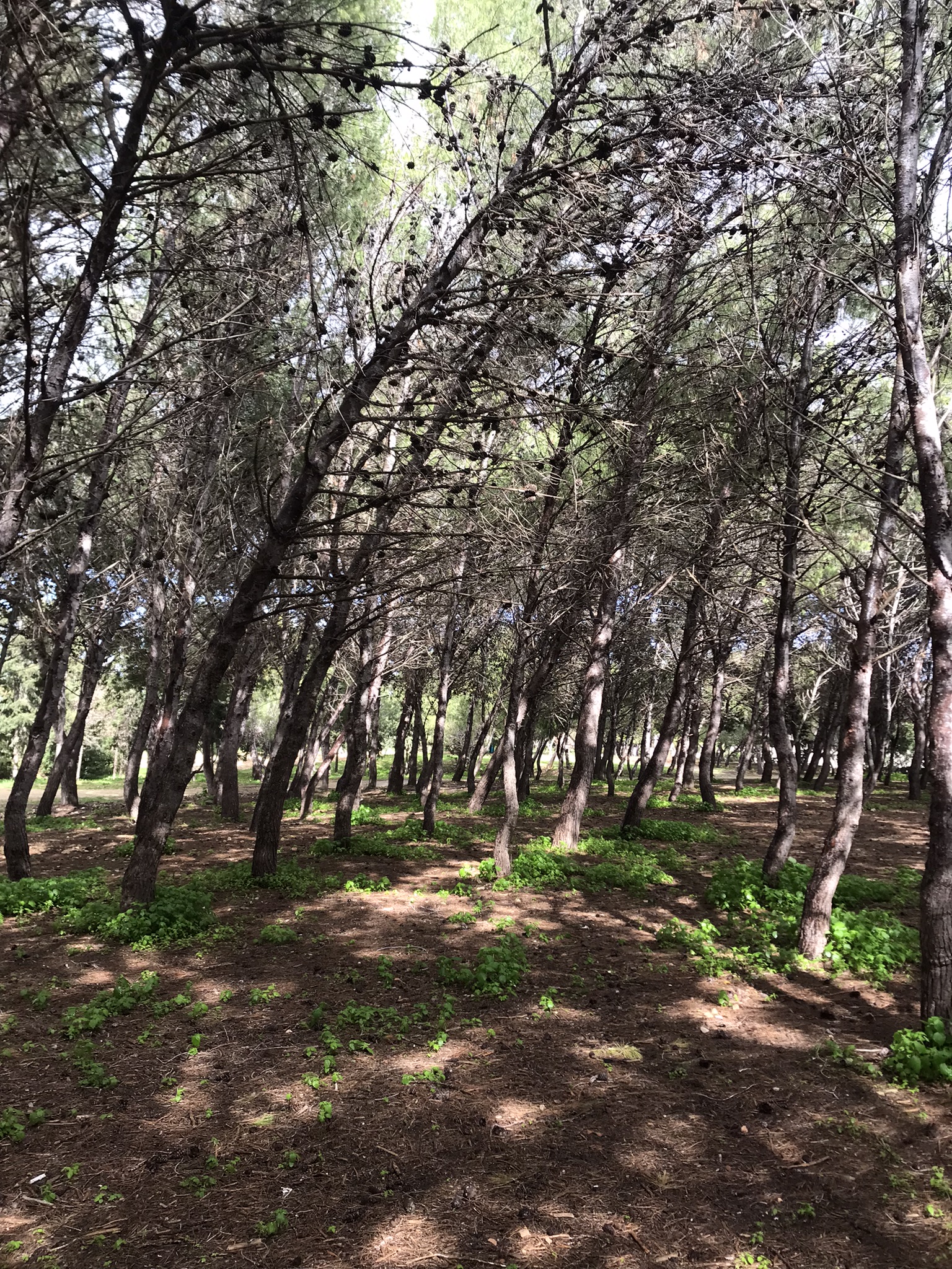 Malta metsad – mitte ainult kaktused