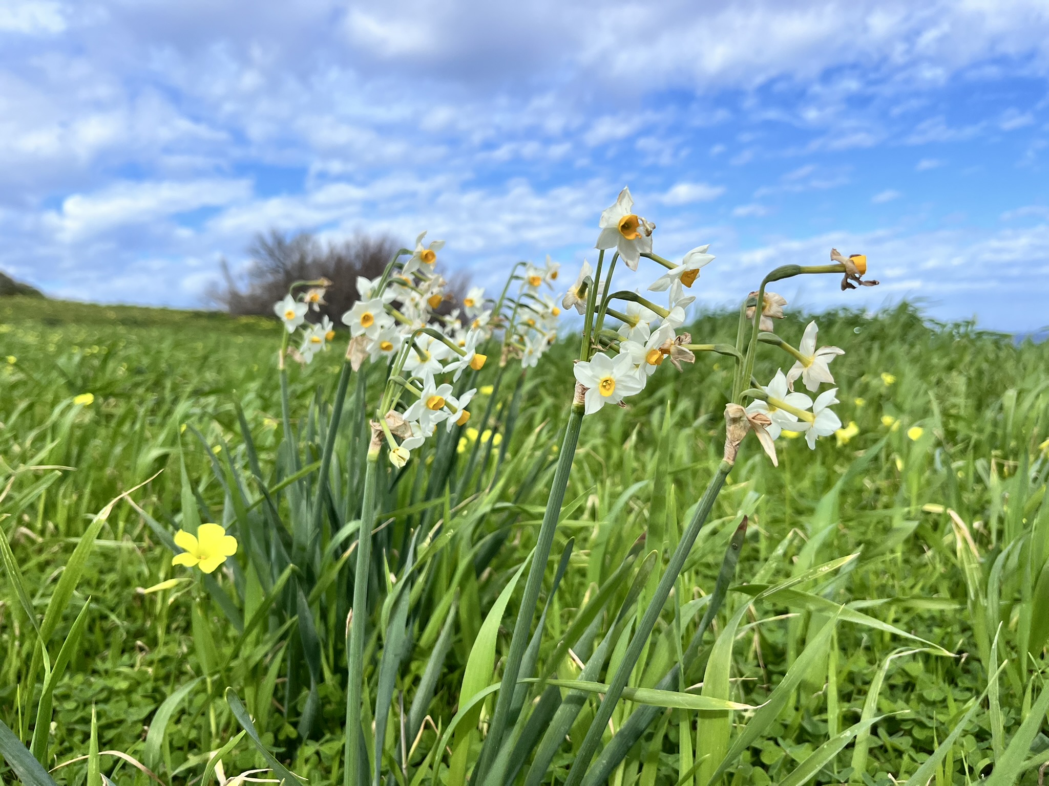 Ilu, mida tohib nautida vaid silmadega – Malta metsikud nartsissid